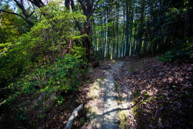 Güzel dolambaçlı orman yolu