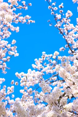 İlkbaharda kiraz çiçeği