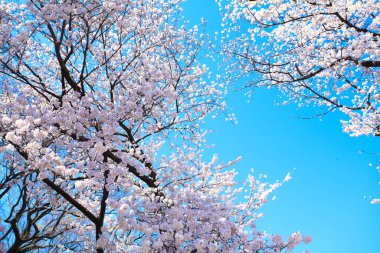 İlkbaharda kiraz çiçekleri