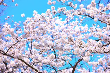 Güzel kiraz çiçekleri, Japonya 'da bahar çiçekleri