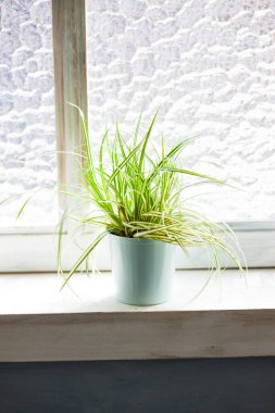 Pencere kenarındaki saksıda yeşil bitki, kapat.