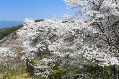 Parkta beyaz kiraz çiçeği, Japonya 
