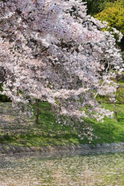 Japonya 'da kiraz çiçekleri, Tokyo