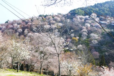 Japonya 'daki yeşil dağlarda çiçek açan sakura ağaçlarının manzaralı görüntüsü.