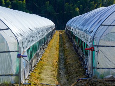 Kırsal alanda plastik kaplı iki sera