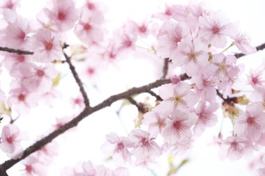 Bahçedeki güzel pembe bahar çiçeklerinin yakın plan görüntüsü 