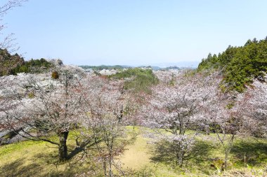 bir arka plan üzerinde güzel pembe çiçekler