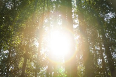 ormandaki ağaçlar arasında parlayan güneş ışığı 