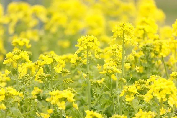 Закрыть Желтые Цветы Поле — стоковое фото