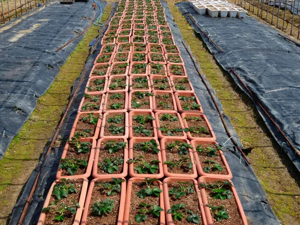 Saksılarda büyüyen yeşil bitkiler.