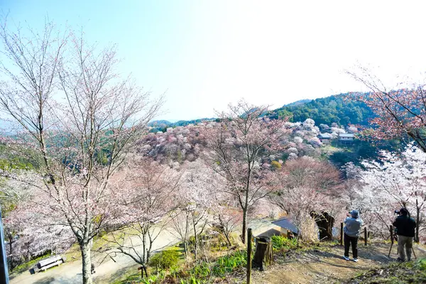 Baharda bahçede kiraz çiçekleri açar, Japonya