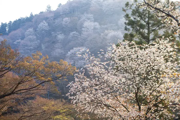 stock image white cherry blossom at the park, japan 