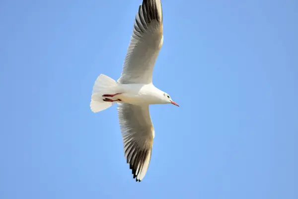 Flying Seagull Sky — Stock Photo, Image