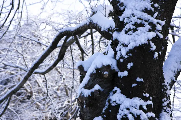 Zimowe Gałęzie Drzew Pokryte Śniegiem — Zdjęcie stockowe