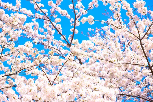 Japonya 'da kiraz çiçekleri, Tokyo