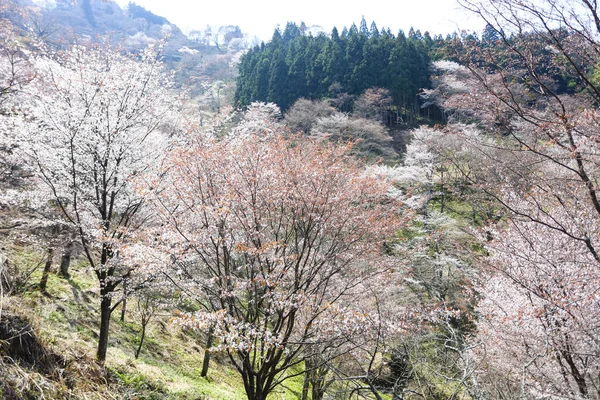 Parkta beyaz kiraz çiçeği, Japonya 