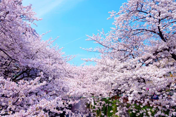Piękne Wiosenne Kwiaty Parku Kwiat Wiśni — Zdjęcie stockowe