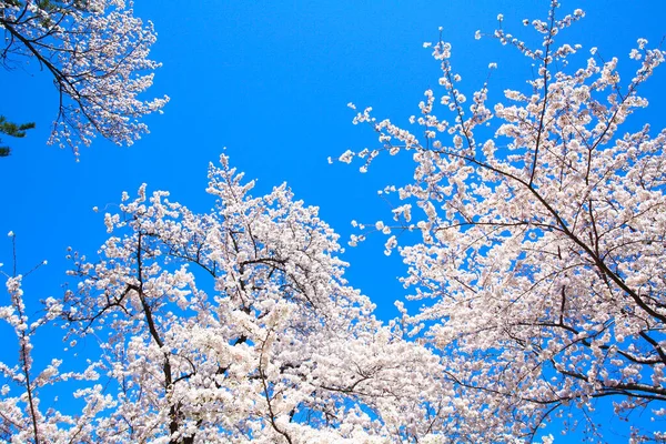 Bahçede kiraz ağacı çiçeği