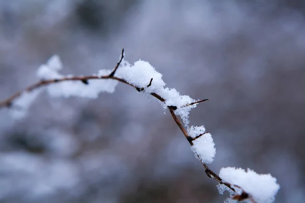 Vista Cerca Hermosas Ramas Árboles Cubiertos Nieve Invierno —  Fotos de Stock