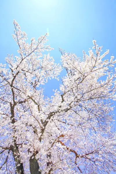 Parktaki güzel kiraz ağacı