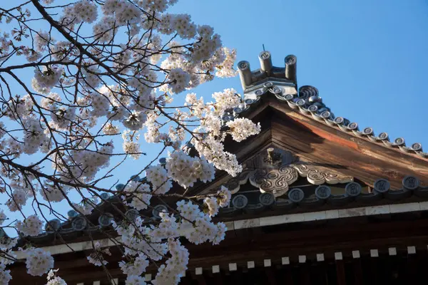 Hermosas Flores Cerezo Santuario Japonés — Foto de Stock