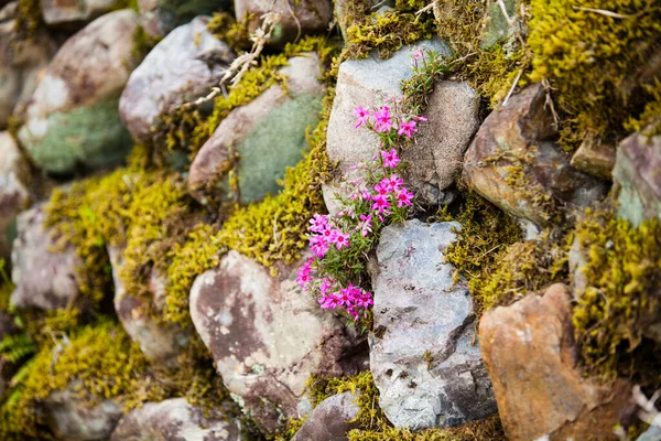 Bahçedeki güzel pembe çiçekler ve kayalar