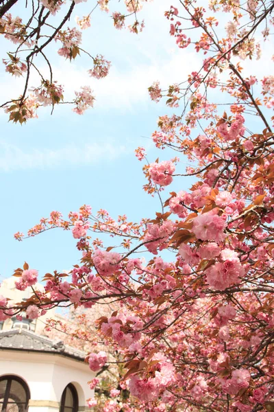 İlkbaharda açan güzel kiraz ağacı.      