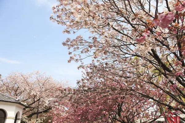 Lindas Flores Primavera Jardim — Fotografia de Stock