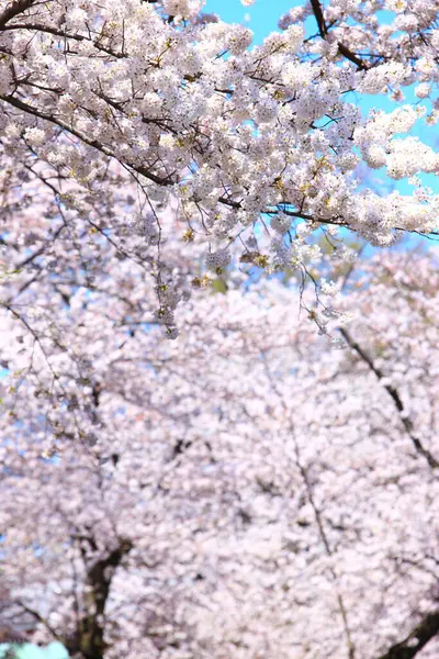 Flores Sakura Estação Primavera — Fotografia de Stock