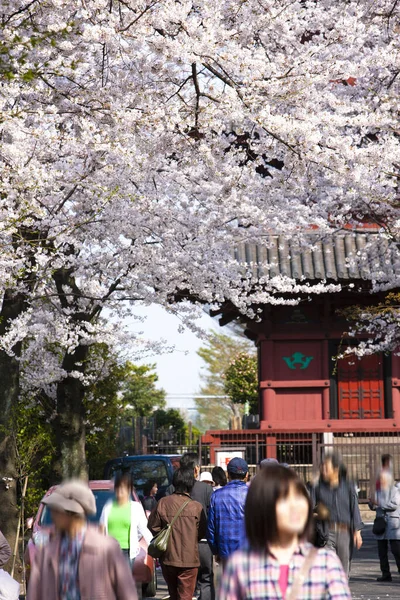 Japonya Güzel Bir Bahar — Stok fotoğraf