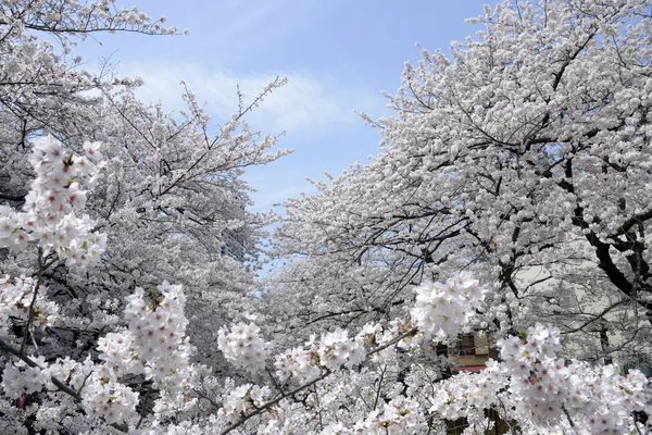 Hermosas Flores Cerezo Plena Floración Jardín Primavera — Foto de Stock