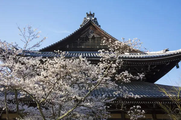 美丽的樱花在日本神龛里绽放 — 图库照片