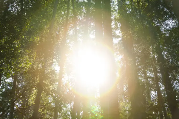 ormandaki ağaçlar arasında parlayan güneş ışığı 