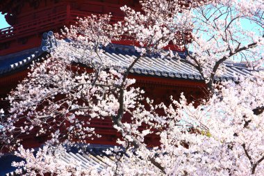 Güzel kiraz çiçekleri, bahar zamanı.