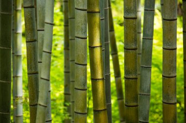 Japonya 'da sabahları bambu ormanı