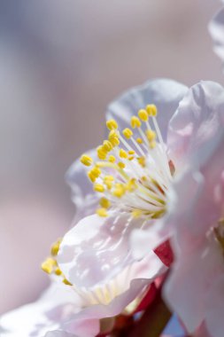 Bahar bahçesinde güzel kiraz çiçeklerinin yakın plan görüntüsü                                