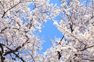 Baharda beyaz kiraz çiçekleri