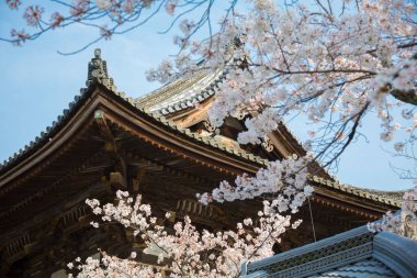 Kyoto, Japonya 'daki Ninna ji Tapınağı' nda sakura çiçeği ağacı ve bateri evi. 