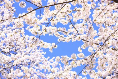 Japonya 'da kiraz çiçeği