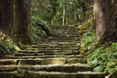 Dev selvi ormanı içinde ünlü Daimonzaka iz, Nachi Falls önde gelen, Japonya
