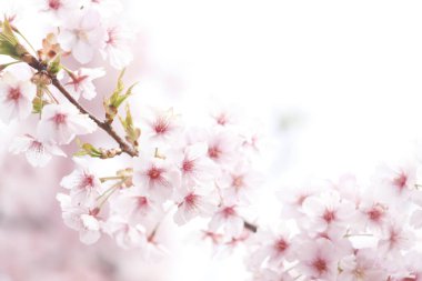 Bahar mevsiminde ağaç dallarında güzel pembe sakura çiçekleri        