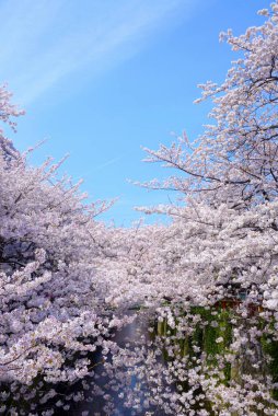 Parkta güzel bahar çiçekleri, kiraz çiçekleri 