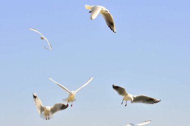 Doğa arka planında uçan martı kuşları.