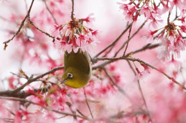 Bahçede çiçek açan ağaç dalları üzerindeki güzel kuşun yakın çekim görüntüsü