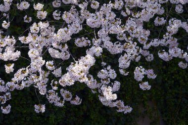 Parkta güzel bahar çiçekleri, kiraz çiçekleri 