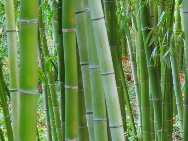 Doğada gündüz vakti bambu ormanı