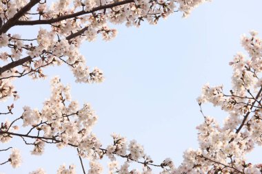 İlkbaharda doğa arka planında kiraz çiçeği açar.