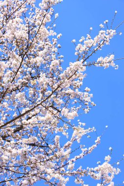 Japonya 'da kiraz çiçeği