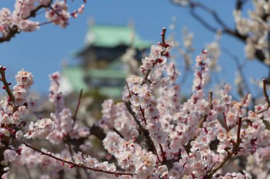Bahçedeki güzel bahar çiçekleri. Japonya 'da kiraz çiçekleri        
