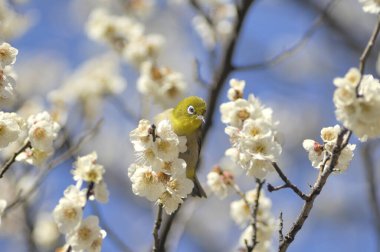 Ağacın dalındaki beyaz kuş